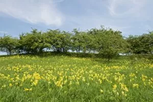 Thuringia Collection: Spring field with Cowslip flowers -Primula veris-, Thuringia, Germany