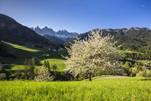 Images Dated 10th May 2015: Spring flowering trees Funes Valley Italy