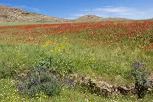 Images Dated 28th April 2015: Spring flowers bloom in meadow, Taounate, Morocco