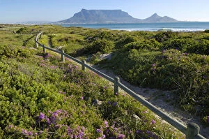 Spring flowers on coastal walk at sunset beach, Cape Town, Western Cape Province, South Africa