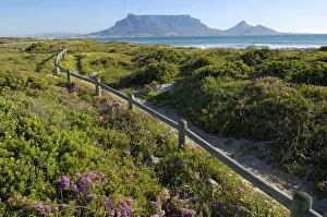 Images Dated 5th October 2008: Spring flowers on coastal walk at sunset beach, Cape Town, Western Cape Province, South Africa
