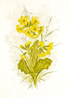 Images Dated 21st June 2015: Spring flowers composition 19 century illustration