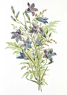 Campanula Prints: Spring flowers composition 19 century illustration