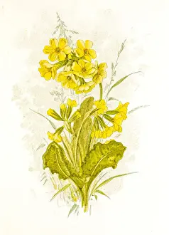 Composition Prints: Spring flowers composition 19 century illustration