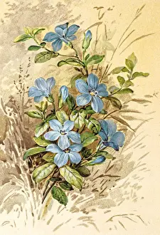 Botanical Garden Prints: Spring flowers composition 19 century illustration