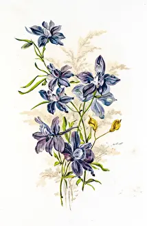 Botanical Garden Prints: Spring flowers composition 19 century illustration