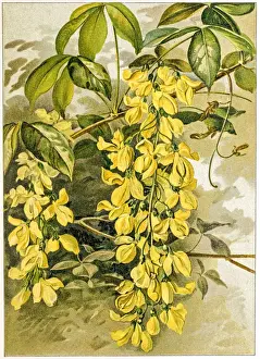 Botanical Garden Prints: Spring flowers composition 19 century illustration