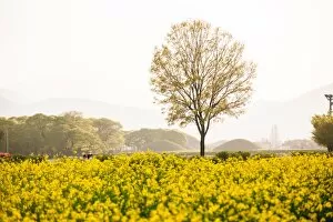 Images Dated 14th April 2016: Spring Flowers at Gyeongju Historic Area