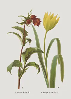 Spring flowers (Rosaceae, Liliaceae), chromolithograph, published in 1884