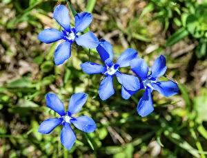 Images Dated 7th June 2014: Spring Gentian -Gentiana verna-, flowers