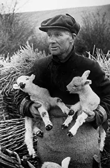 Lamb Prints: Spring Lambs