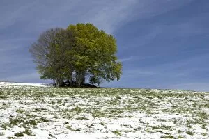 Spring meadow with snow near St. Peter, Black Forest, Baden-Wuerttemberg, Germany, Europe