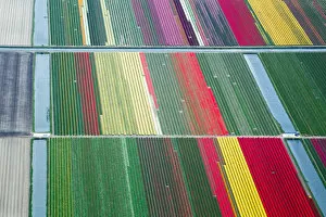 Netherlands Gallery: Spring in the Netherlands; aerial view of tulip fields