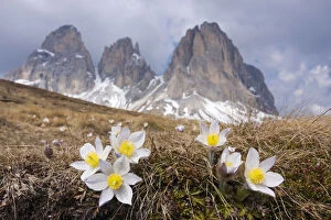 Images Dated 24th April 2011: Spring Pasque flowers -Pulsatilla vernalis, Anemone vernalis- on the Plan da Cuzin below the peak