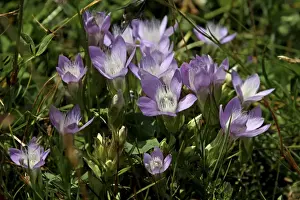 Spring Pasque or Spring Pasque Flower (Pulsatilla Vernalis), Hohe Tauern National Park, Austria, Europe