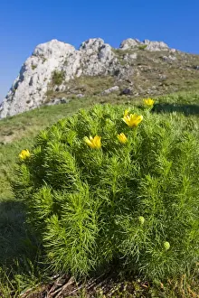 Daisy Prints: Spring Pheasants Eye, False Hellebore