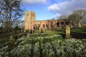 Images Dated 21st January 2016: Spring Snowdrops, St Michaels parish church Brough