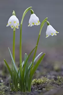 Spring snowflake -Leucojum vernum-