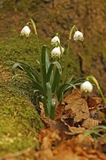 Images Dated 24th March 2013: Spring Snowflake -Leucojum vernum-, Bavaria, Germany