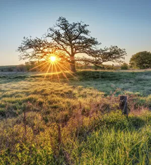 Grass Area Collection: Spring Tree Sunrise