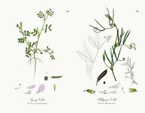 Images Dated 13th December 2017: Spring Vetch, Vicia lathyroides, Victorian Botanical Illustration, 1863
