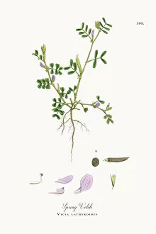 Images Dated 19th October 2017: Spring Vetch, Vicia lathyroides, Victorian Botanical Illustration, 1863
