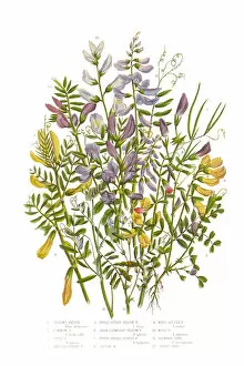 Images Dated 20th July 2015: Spring Vetch, Vicia, and Wood Bitter Victorian Botanical Illustration