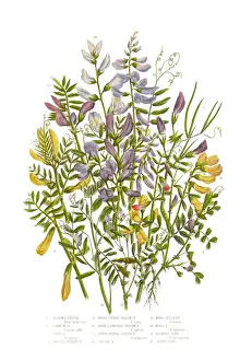 The Flowering Plants And Ferns Of Great Britain Prints: Spring Vetch, Vicia, and Wood Bitter Victorian Botanical Illustration