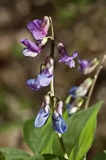 Images Dated 27th April 2012: Spring Vetchling or Vetch or Spring Pea -Lathyrus vernus-, flowering branch, Untergroeningen