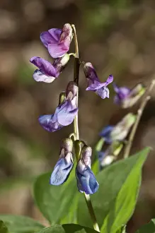 Faboideae Prints: Spring Vetchling or Vetch or Spring Pea -Lathyrus vernus
