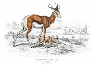 Images Dated 10th May 2015: The Springbok antelope engraving 1855