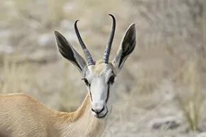 Images Dated 22nd August 2013: Springbok -Antidorcas marsupialis-, Etosha National Park, Namibia