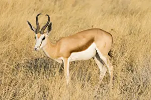 Springbok -Antidorcas marsupialis-, Etosha National Park, Namibia