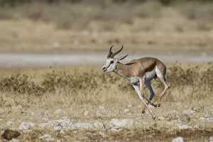 Images Dated 20th May 2012: Springbok -Antidorcas marsupialis-, Etosha National Park, Namibia, Africa