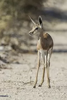 Springbok -Antidorcas marsupialis-, Etosha National Park, Namibia, Africa
