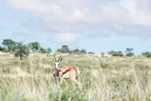 Images Dated 4th February 2017: The springbok (Antidorcas marsupialis) is a medium-sized antelope found mainly in southern