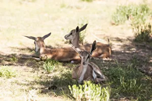 Images Dated 29th January 2017: The springbok (Antidorcas marsupialis) is a medium-sized antelope found mainly in southern