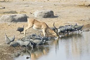 Springbok -Antidorcas marsupialis- drinking at a waterhole, Etosha National Park, Namibia