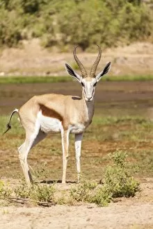 Images Dated 16th July 2013: Springbok -Antidorcas marsupialis-, Kaokoland, Namibia