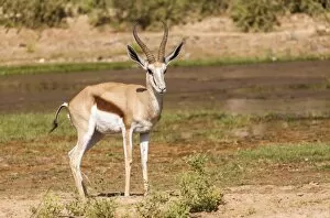 Images Dated 16th July 2013: Springbok -Antidorcas marsupialis-, Kaokoland, Namibia