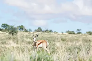 Gallo Keywords Prints: The springbok (Antidorcas marsupialis) is a medium-sized antelope found mainly in southern and southwestern Africa