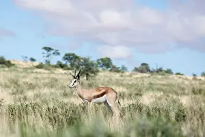 Countries Prints: The springbok (Antidorcas marsupialis) is a medium-sized antelope found mainly in southern and southwestern Africa