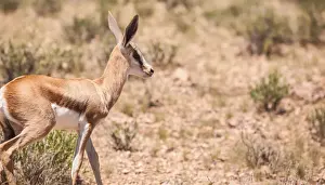 Gallo Keywords Prints: The springbok (Antidorcas marsupialis) is a medium-sized antelope found mainly in southern and southwestern Africa