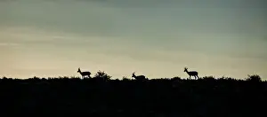 Gallo Keywords Prints: The springbok (Antidorcas marsupialis) is a medium-sized antelope found mainly in southern and southwestern Africa