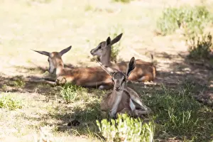 The springbok (Antidorcas marsupialis) is a medium-sized antelope found mainly in southern and southwestern Africa. Both sexes have a pair of black, 35-to-50-centimetre long horns that curve backwar