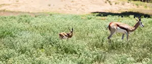 Conceptual Prints: The springbok (Antidorcas marsupialis) is a medium-sized antelope found mainly in southern and southwestern Africa