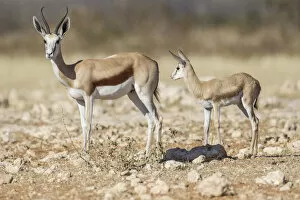 Images Dated 21st May 2012: Springbok -Antidorcas marsupialis- and young, Etosha National Park, Namibia, Africa
