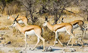 Springbok Prints: Springboks -Antidorcas marsupialis-, Etosha National Park, Namibia