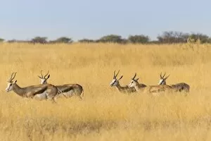 Springboks -Antidorcas marsupialis-, Etosha National Park, Namibia
