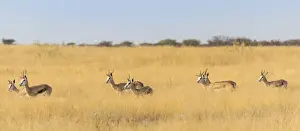 Springbok Prints: Springboks -Antidorcas marsupialis-, Etosha National Park, Namibia